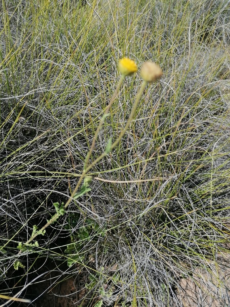 Nidorella podocephala photo 5