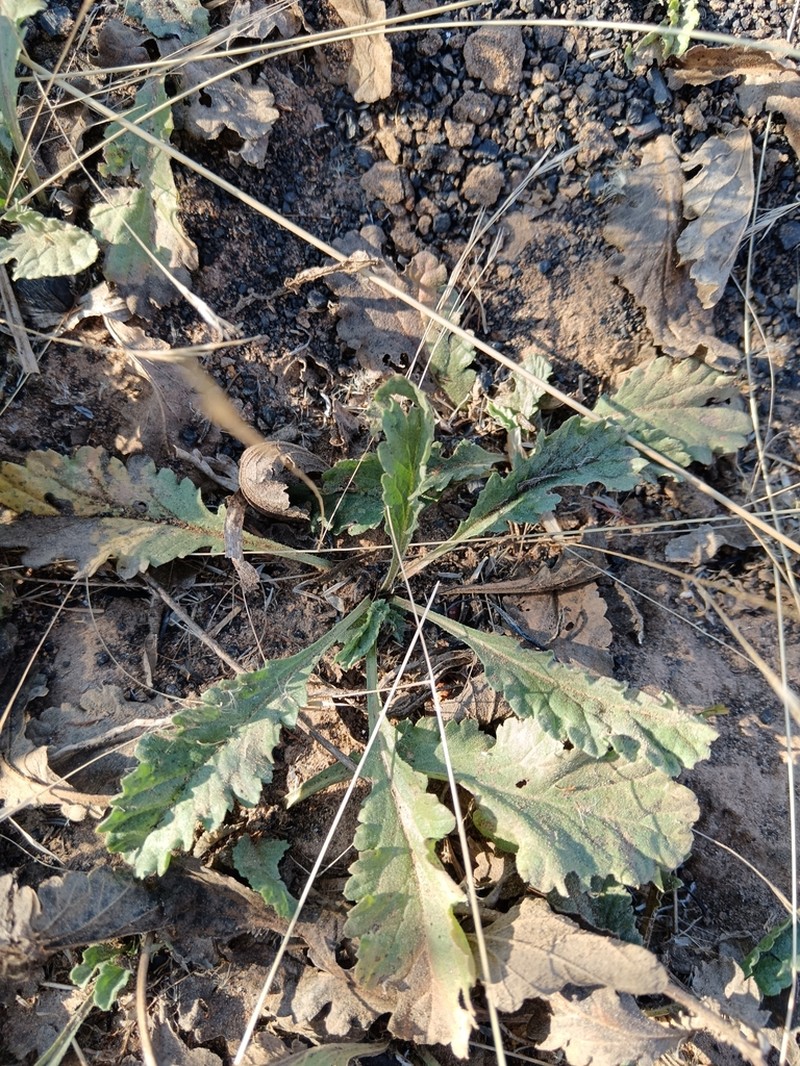 Nidorella podocephala photo 8