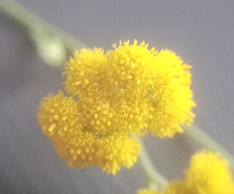 Nidorella resedifolia photo 2