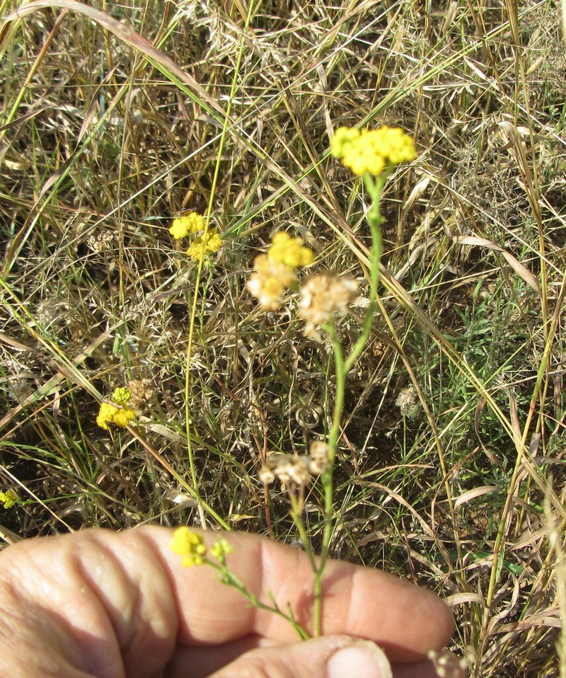 Nidorella resedifolia photo 7