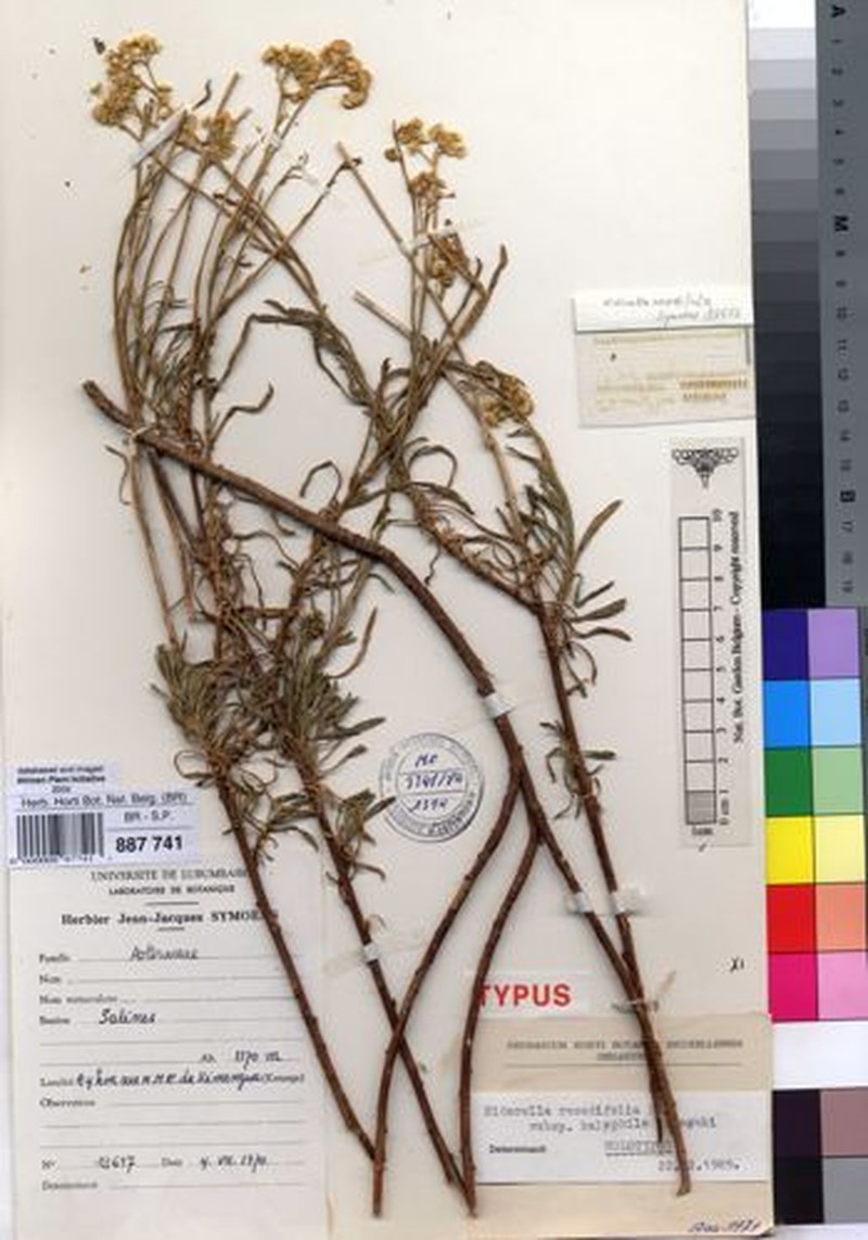 Nidorella resedifolia subsp. halophila