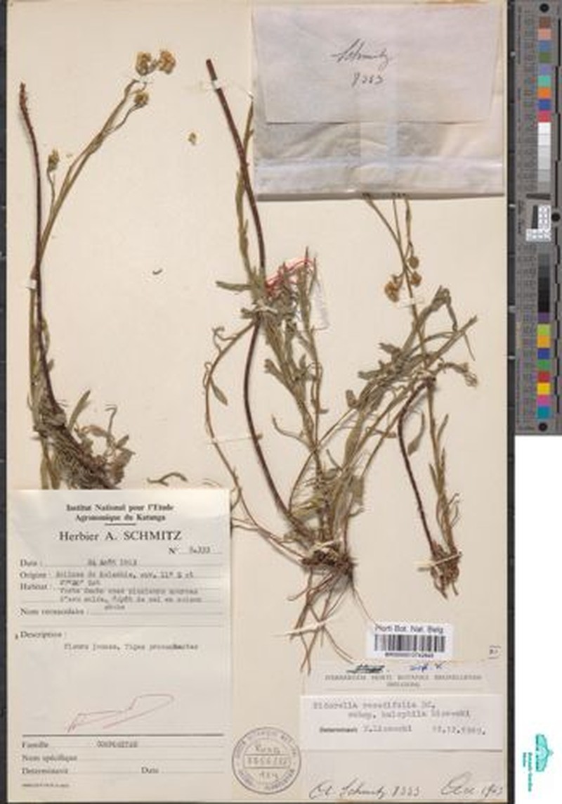Nidorella resedifolia subsp. halophila photo 2
