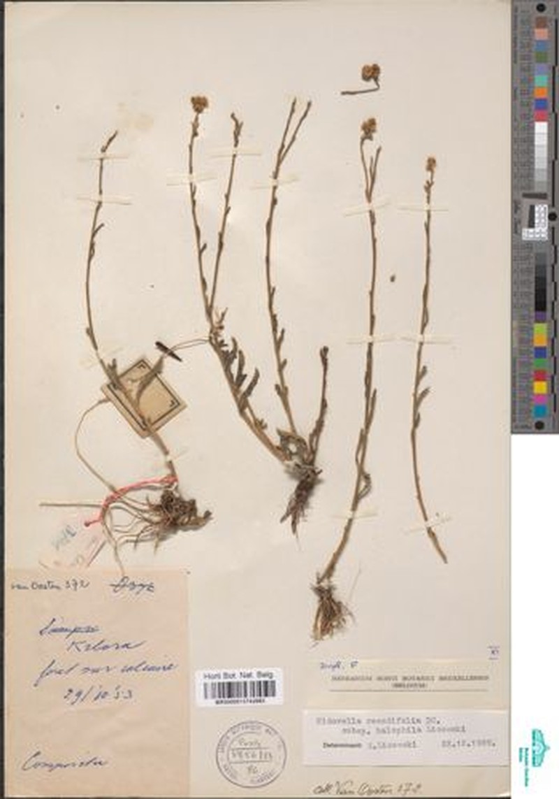 Nidorella resedifolia subsp. halophila photo 3