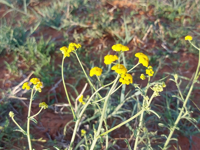 Nidorella resedifolia subsp. resedifolia photo 2
