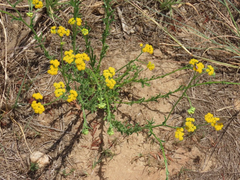 Nidorella resedifolia subsp. resedifolia photo 3