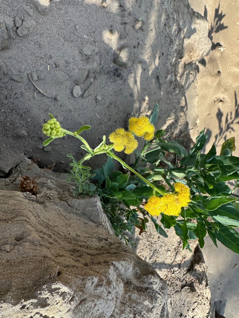 Nidorella resedifolia subsp. resedifolia photo 4