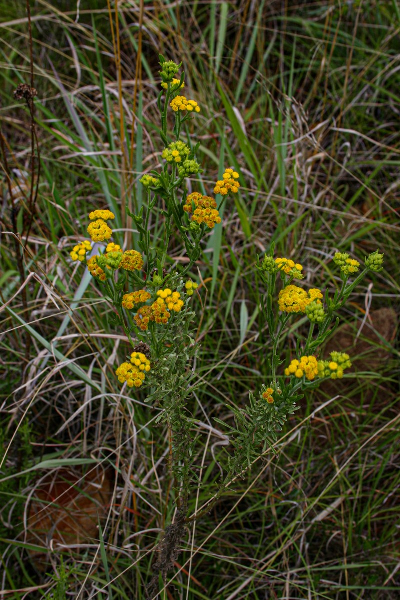 Nidorella resedifolia subsp. serpentinicola