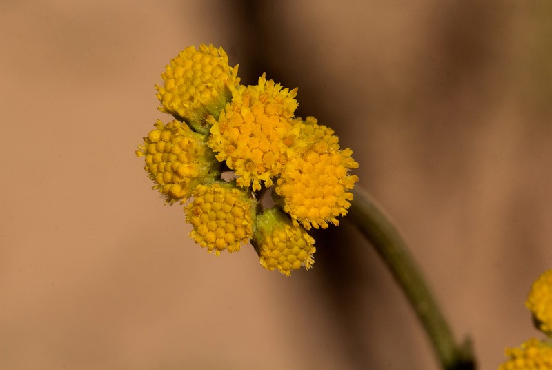 Nidorella spartioides photo 2