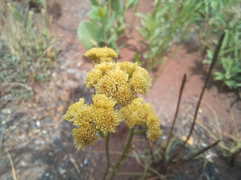 Nidorella spartioides photo 3