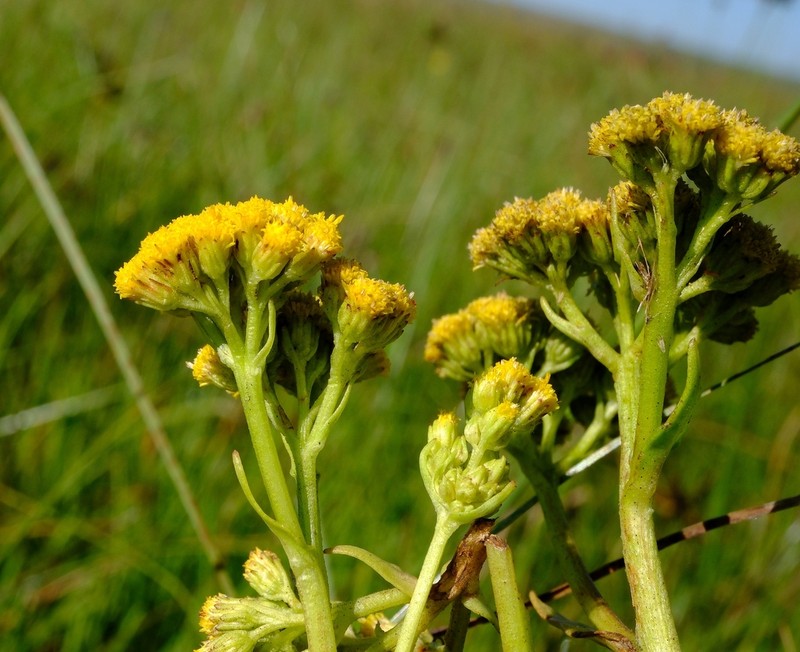 Nidorella undulata
