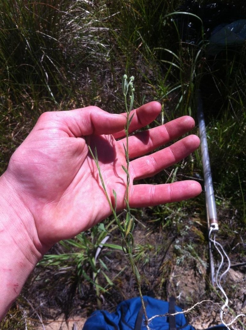 Nidorella undulata photo 3