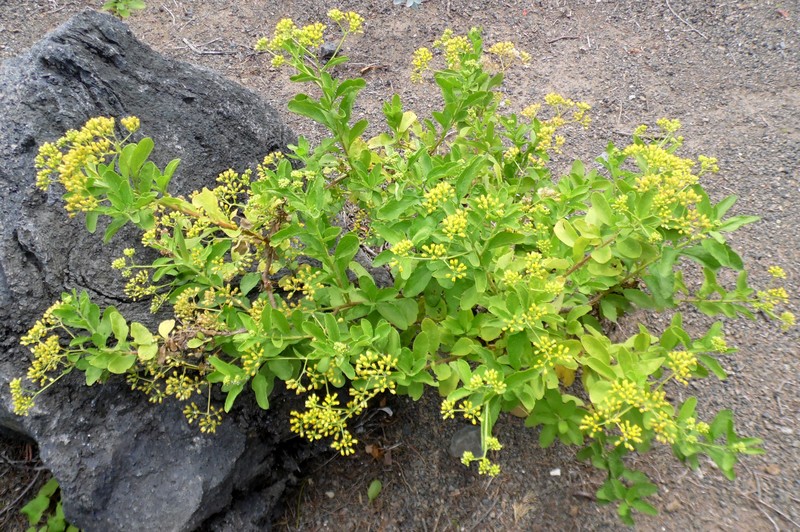 Nidorella varia