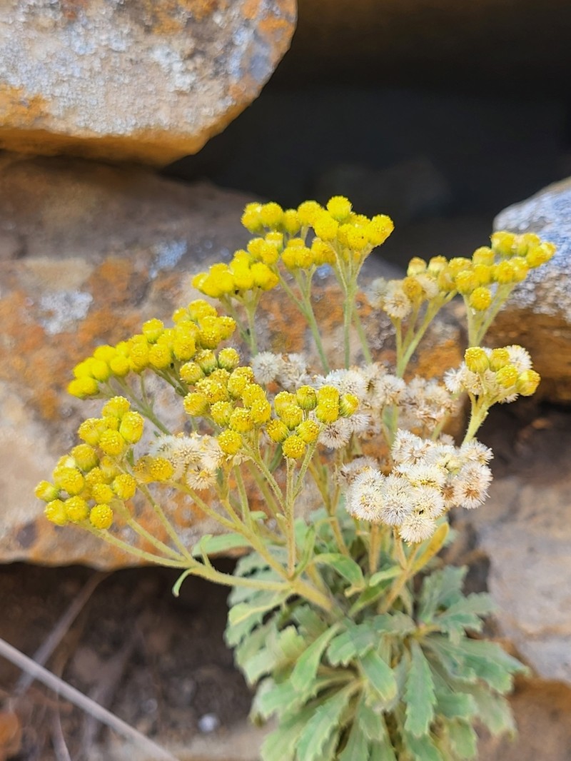 Nidorella varia photo 2