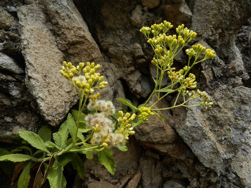 Nidorella varia photo 3