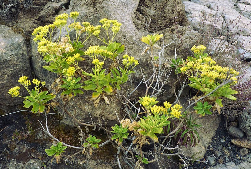 Nidorella varia photo 5