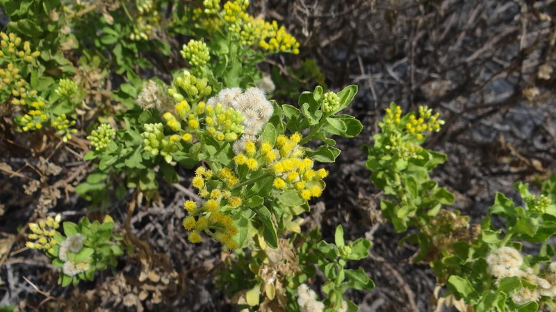 Nidorella varia photo 6