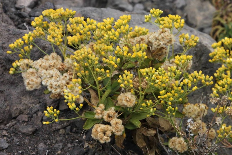 Nidorella varia photo 7