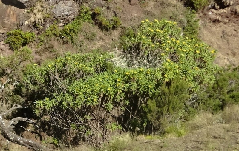 Nidorella vernonioides photo 6