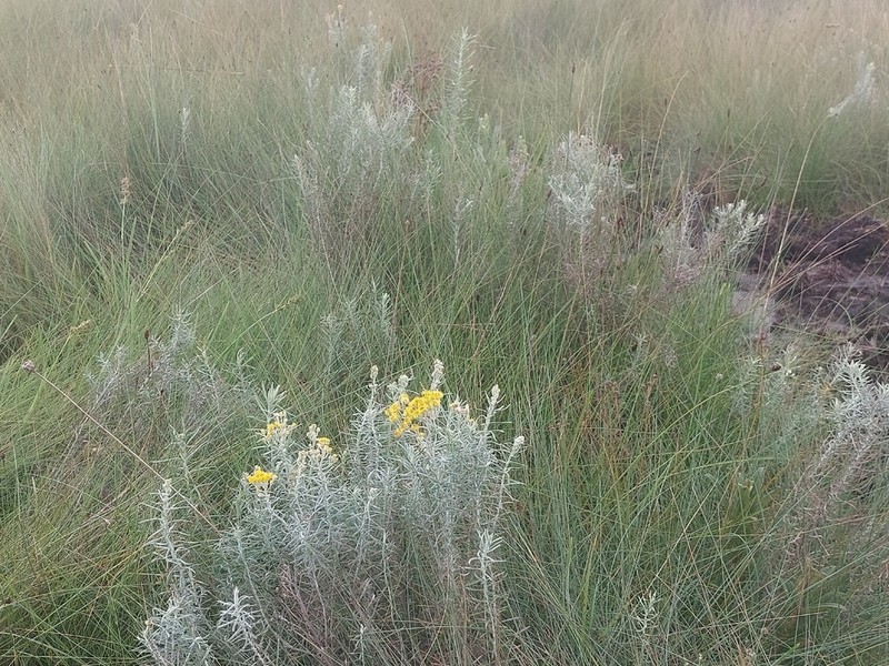 Nidorella welwitschii photo 6