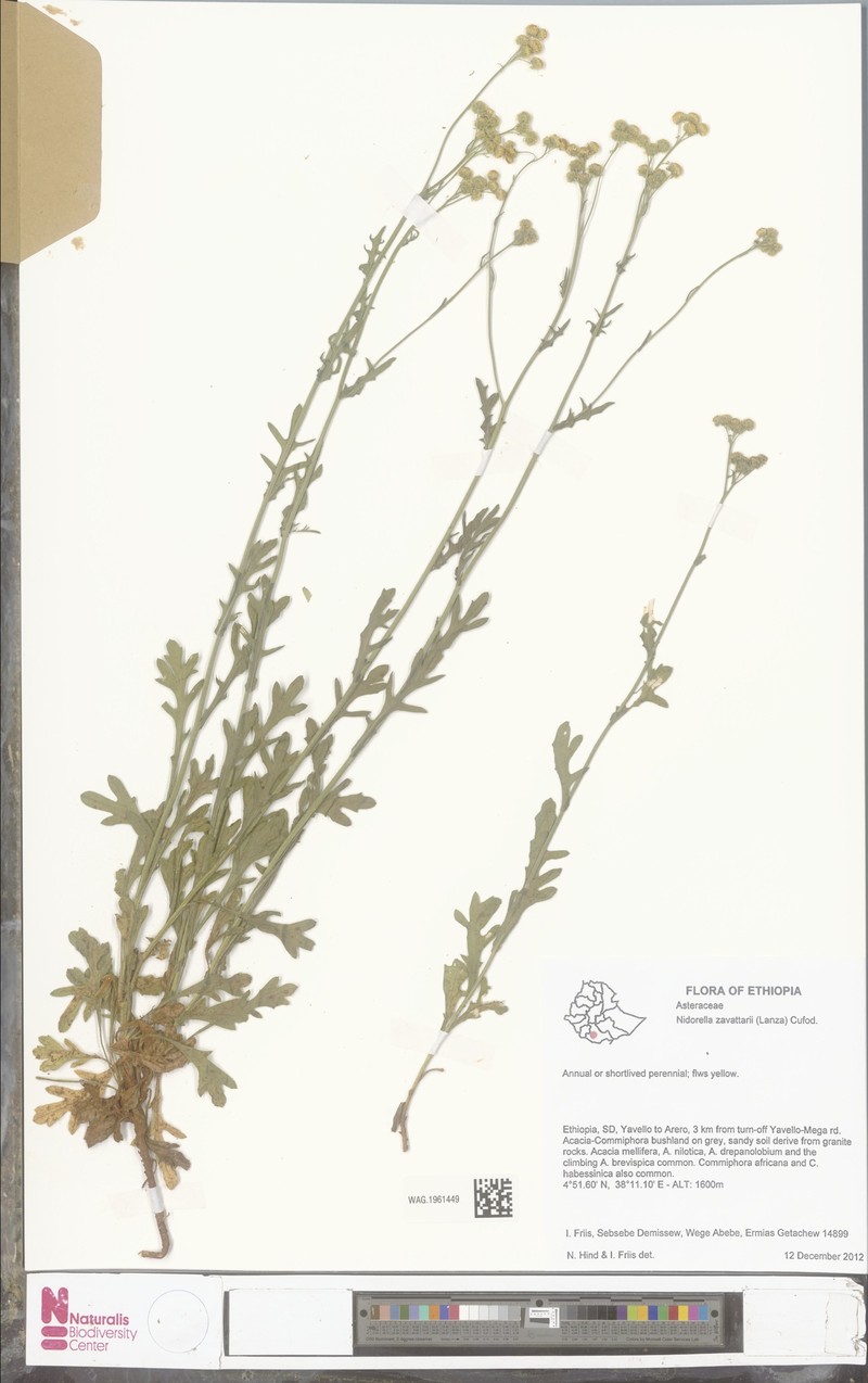 Nidorella zavattarii