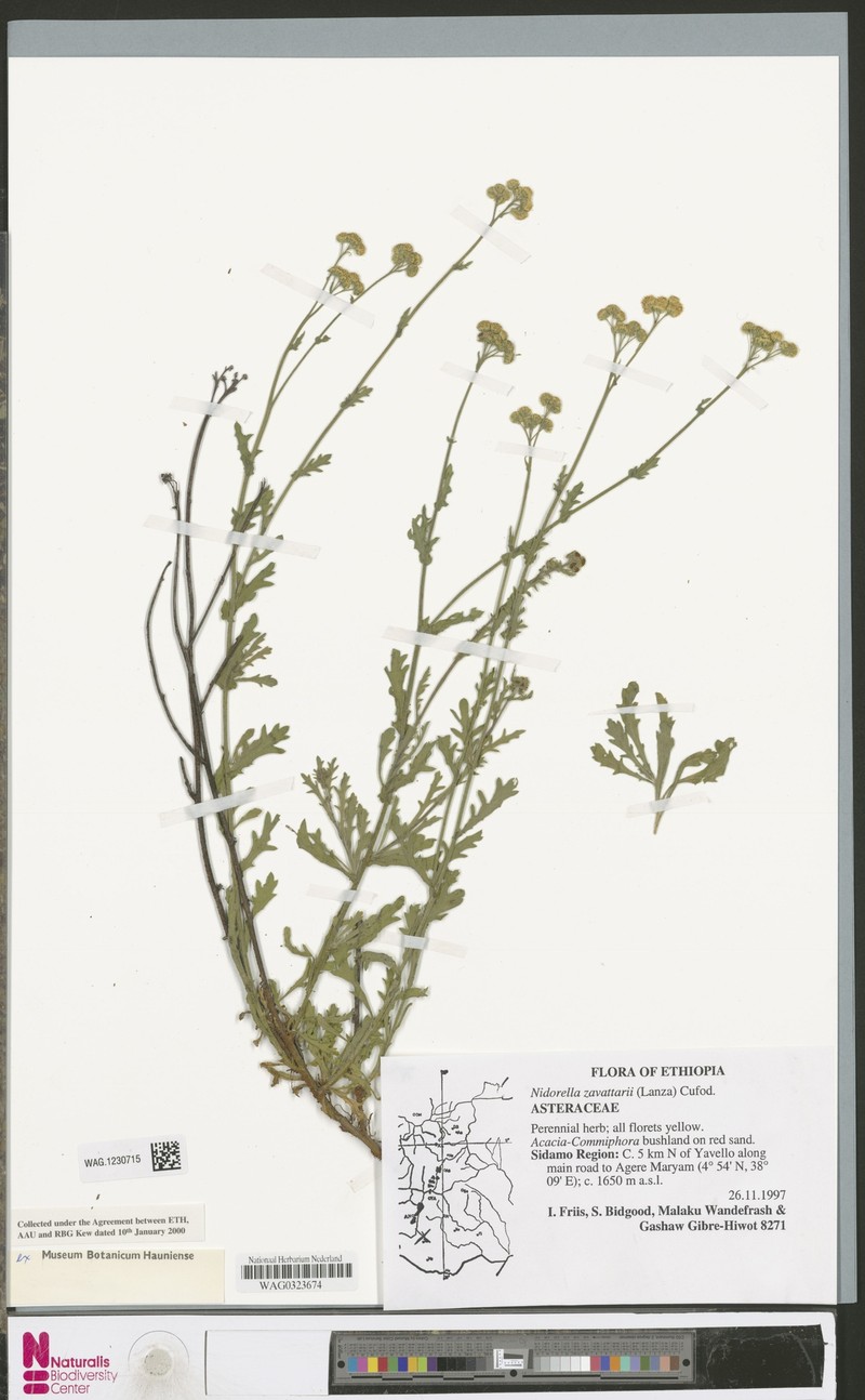 Nidorella zavattarii photo 3