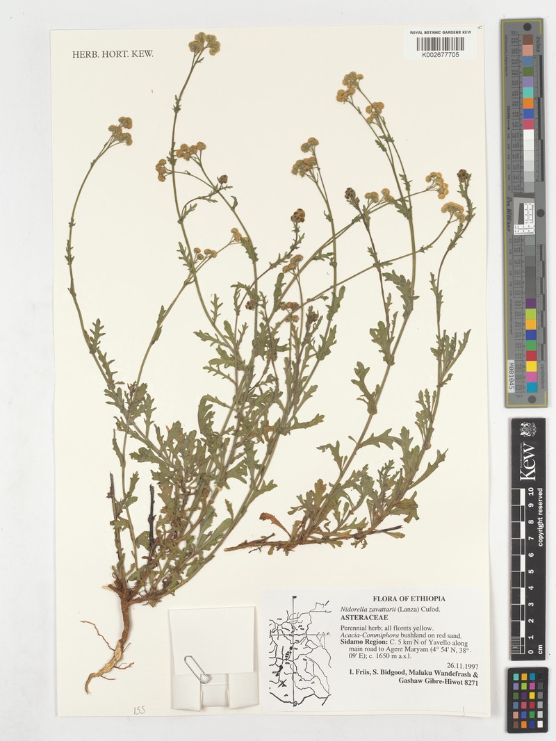 Nidorella zavattarii photo 4