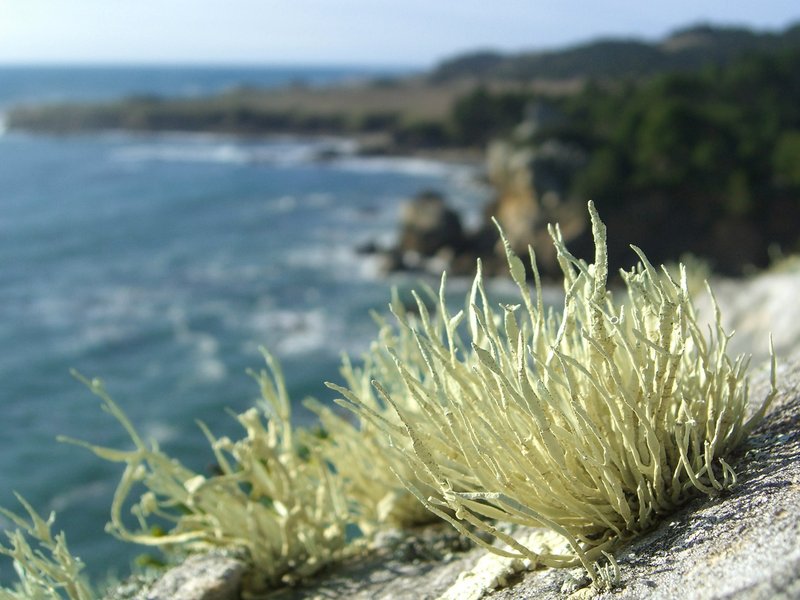 Niebla Lichen