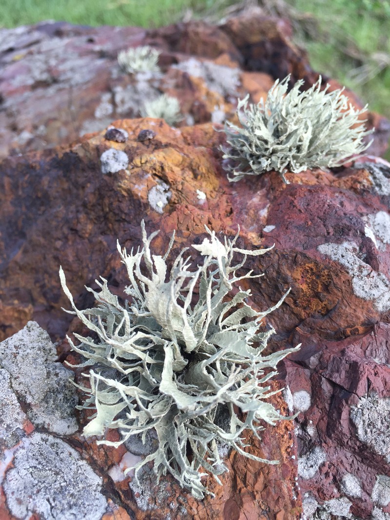 Niebla Lichen photo 2