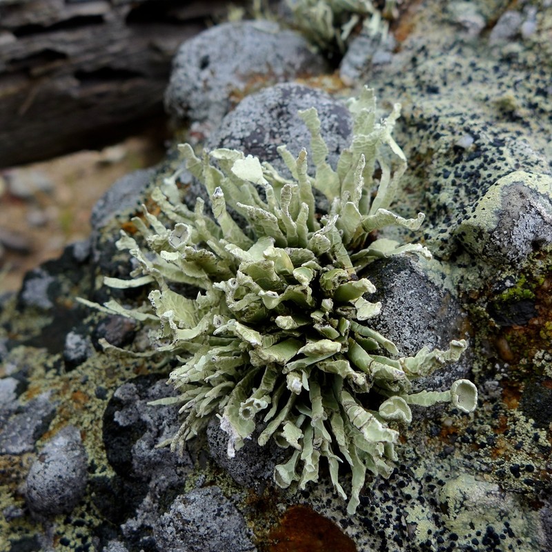 Niebla Lichen photo 3