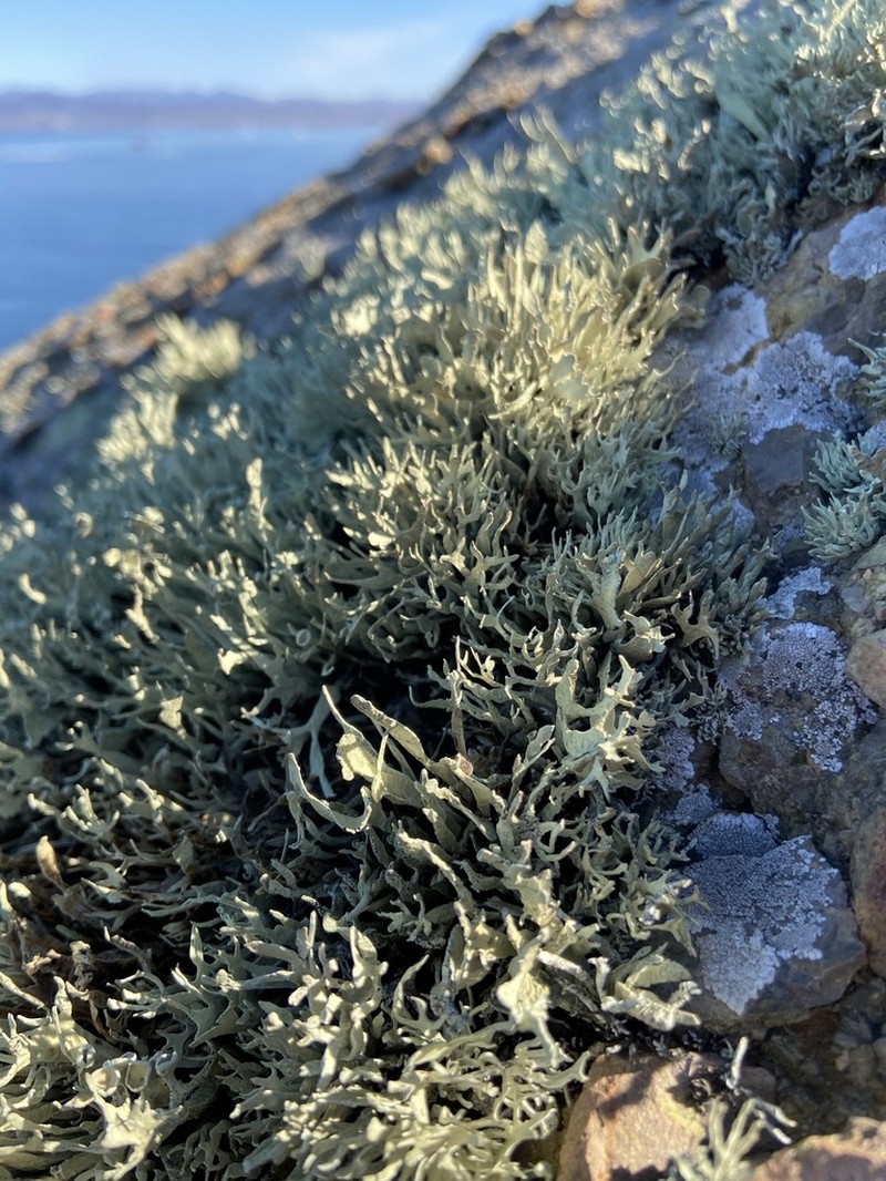 Niebla Lichen photo 4