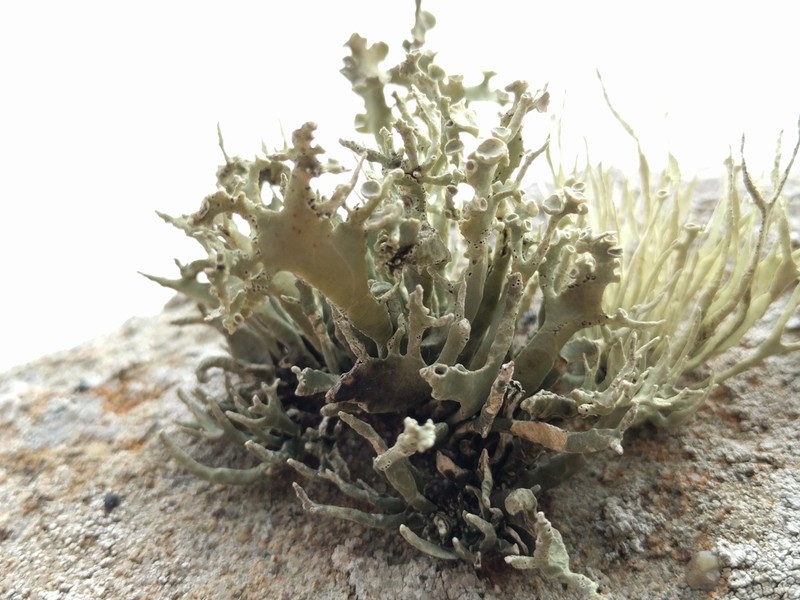 Niebla Lichen photo 5