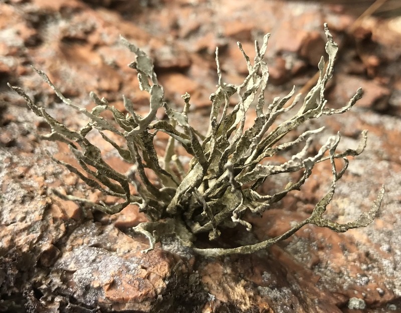 Niebla Lichen photo 6
