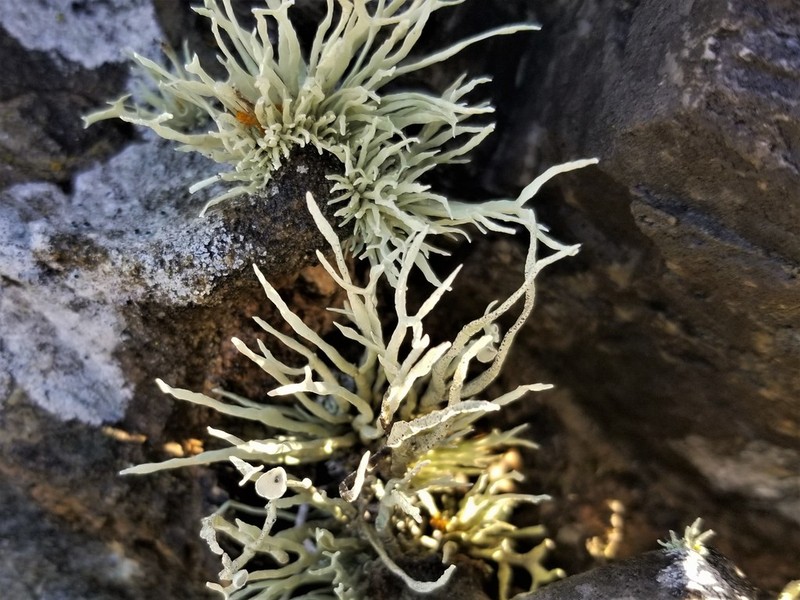 Niebla Lichen photo 7