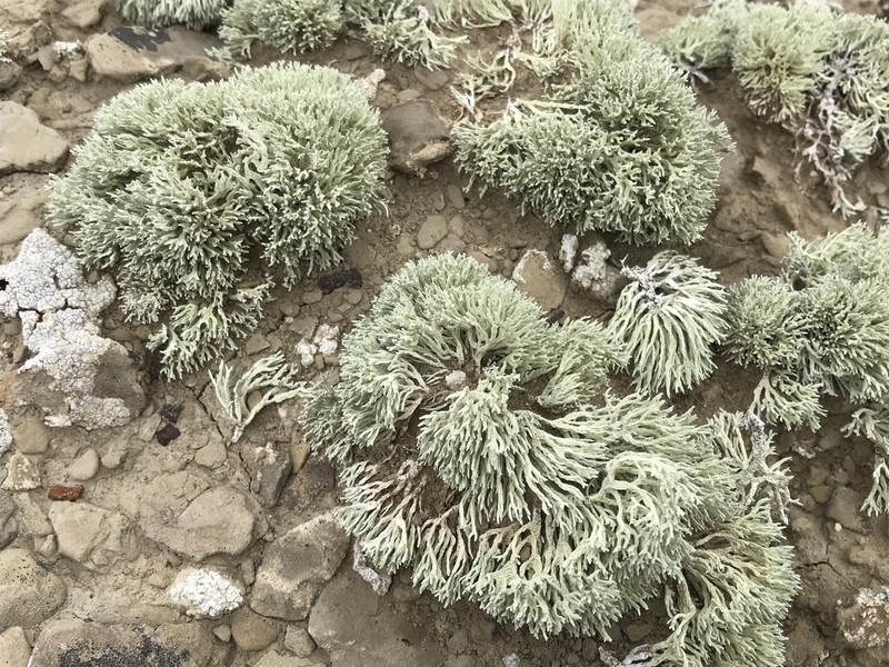 Niebla ramosissima