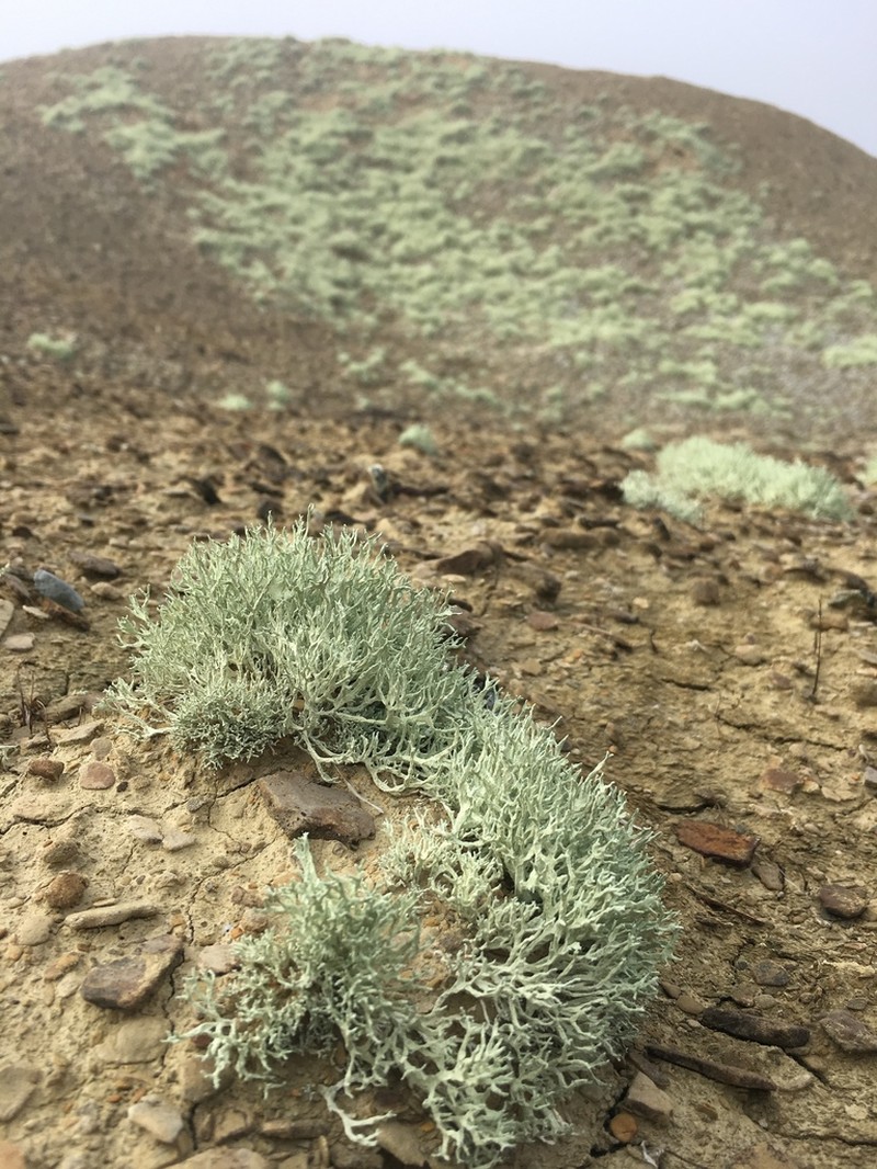 Niebla ramosissima photo 2
