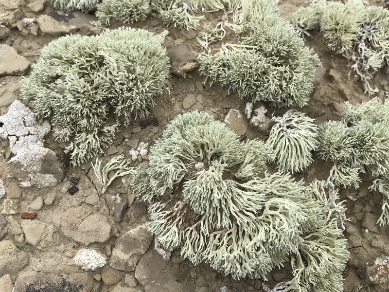 Niebla ramosissima photo 7