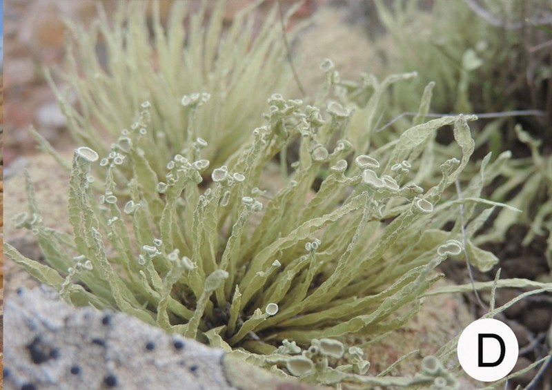 Niebla siphonoloba