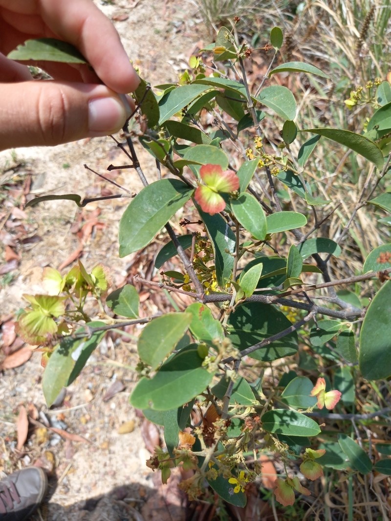 Niedenzuella doniana