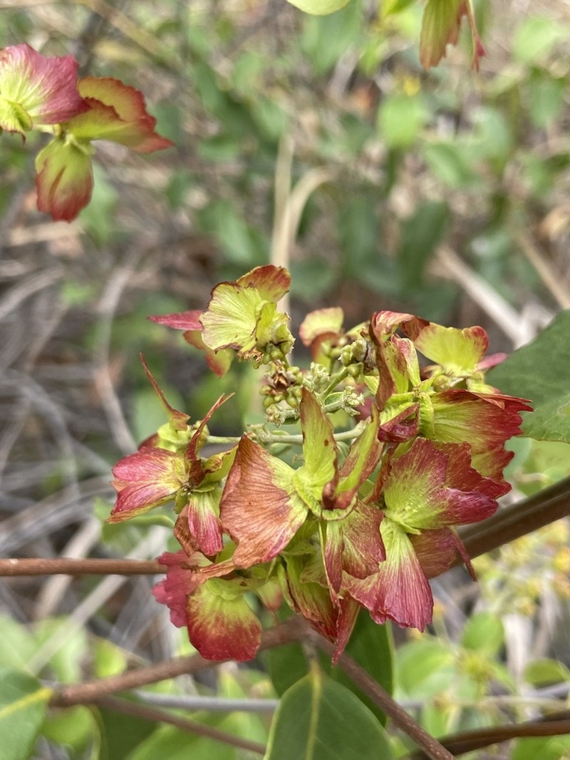 Niedenzuella doniana photo 2