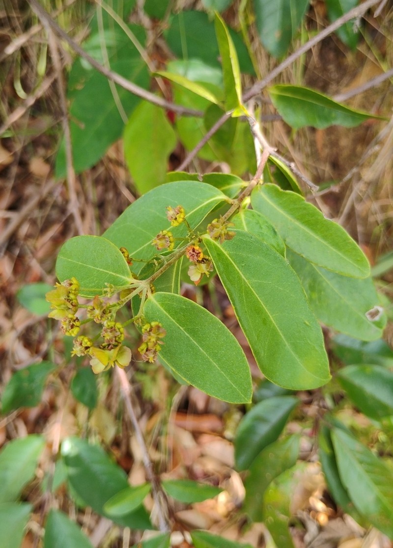 Niedenzuella doniana photo 3