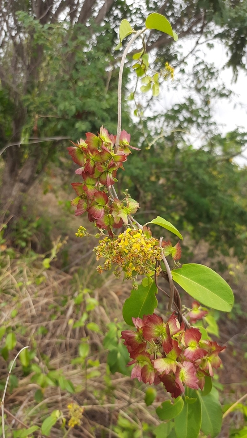 Niedenzuella doniana photo 4