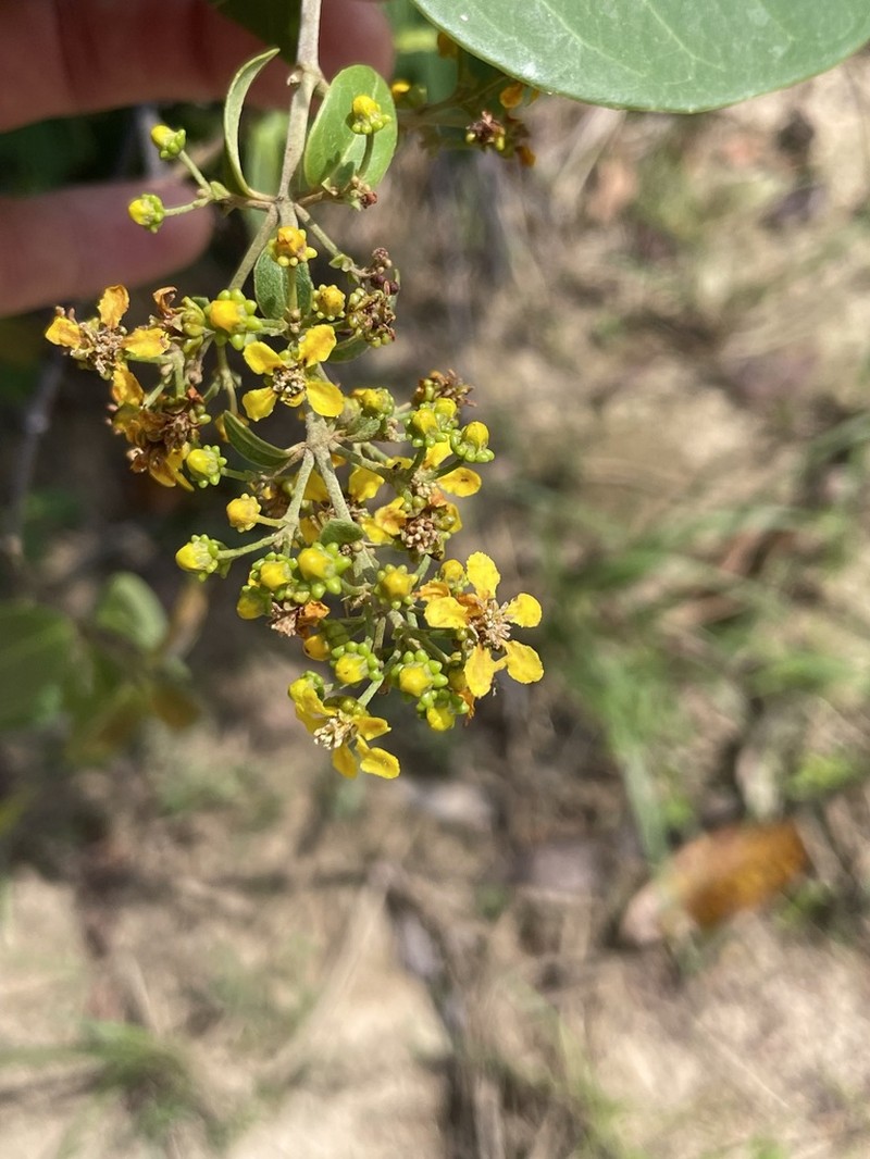 Niedenzuella doniana photo 5
