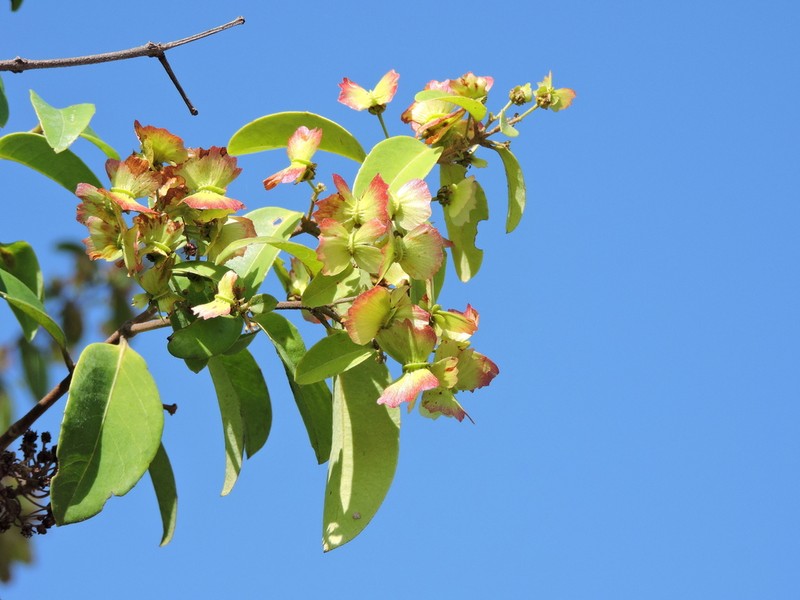 Niedenzuella doniana photo 6