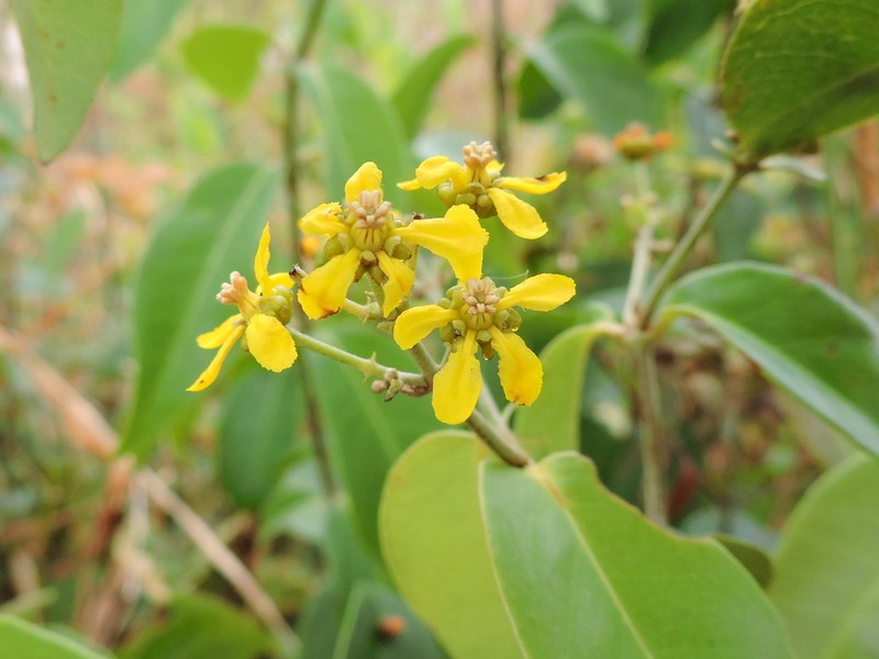 Niedenzuella doniana photo 7