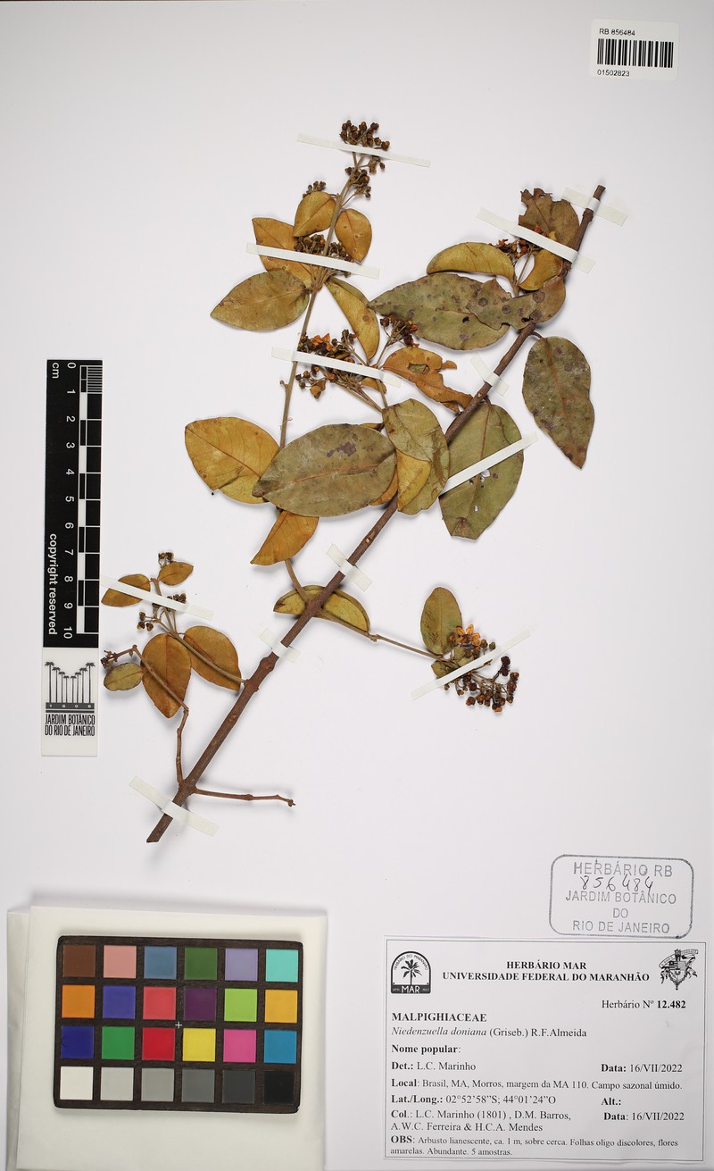 Niedenzuella doniana photo 8