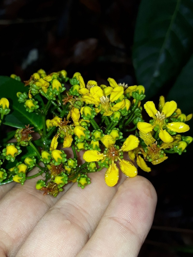 Niedenzuella lasiandra