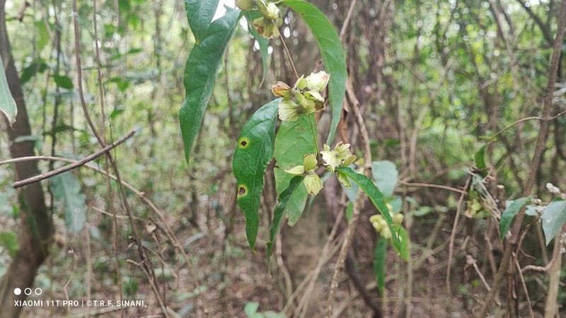 Niedenzuella lasiandra photo 4