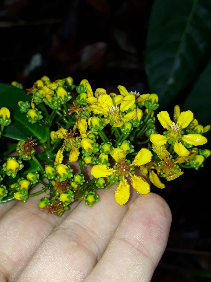 Niedenzuella lasiandra photo 5