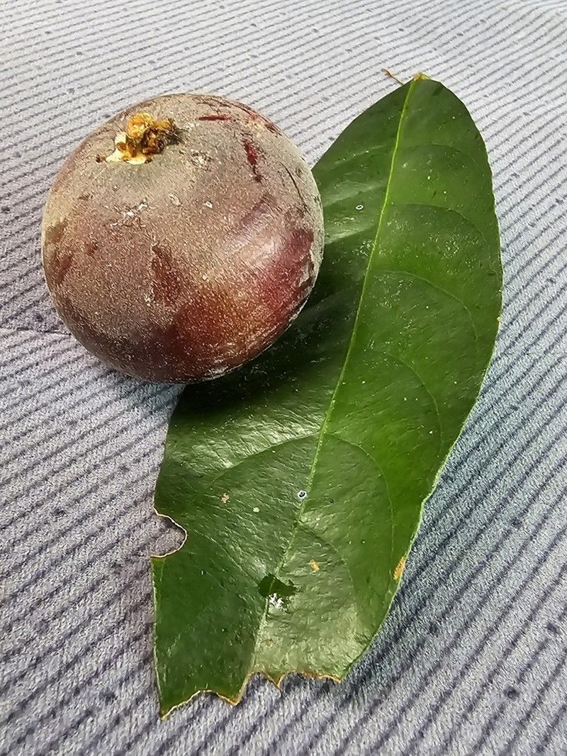Niemeyera discolor photo 2