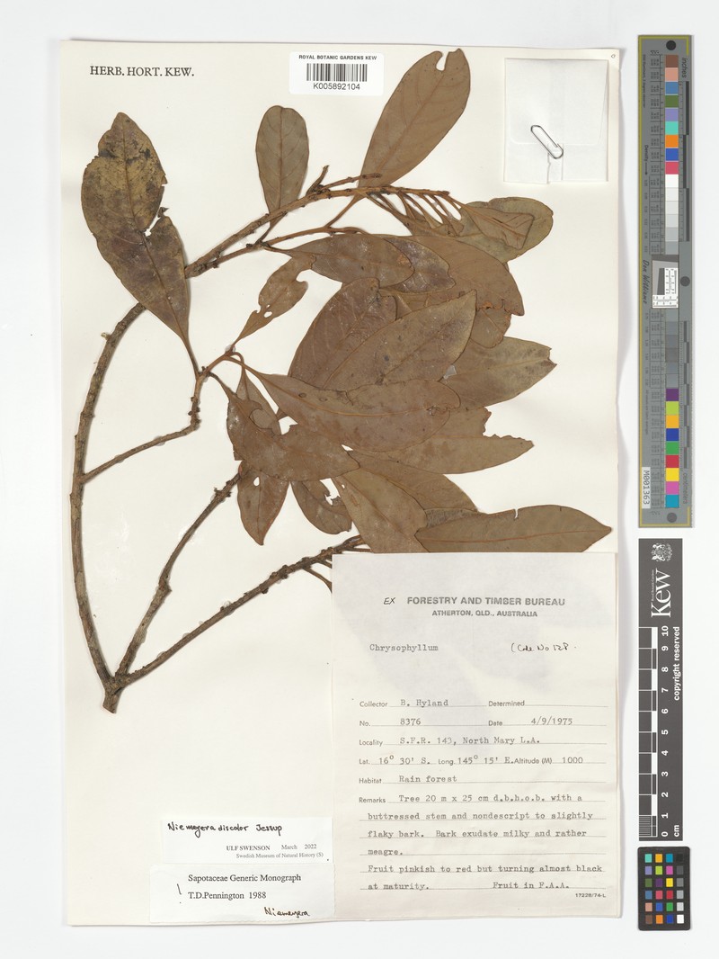 Niemeyera discolor photo 4